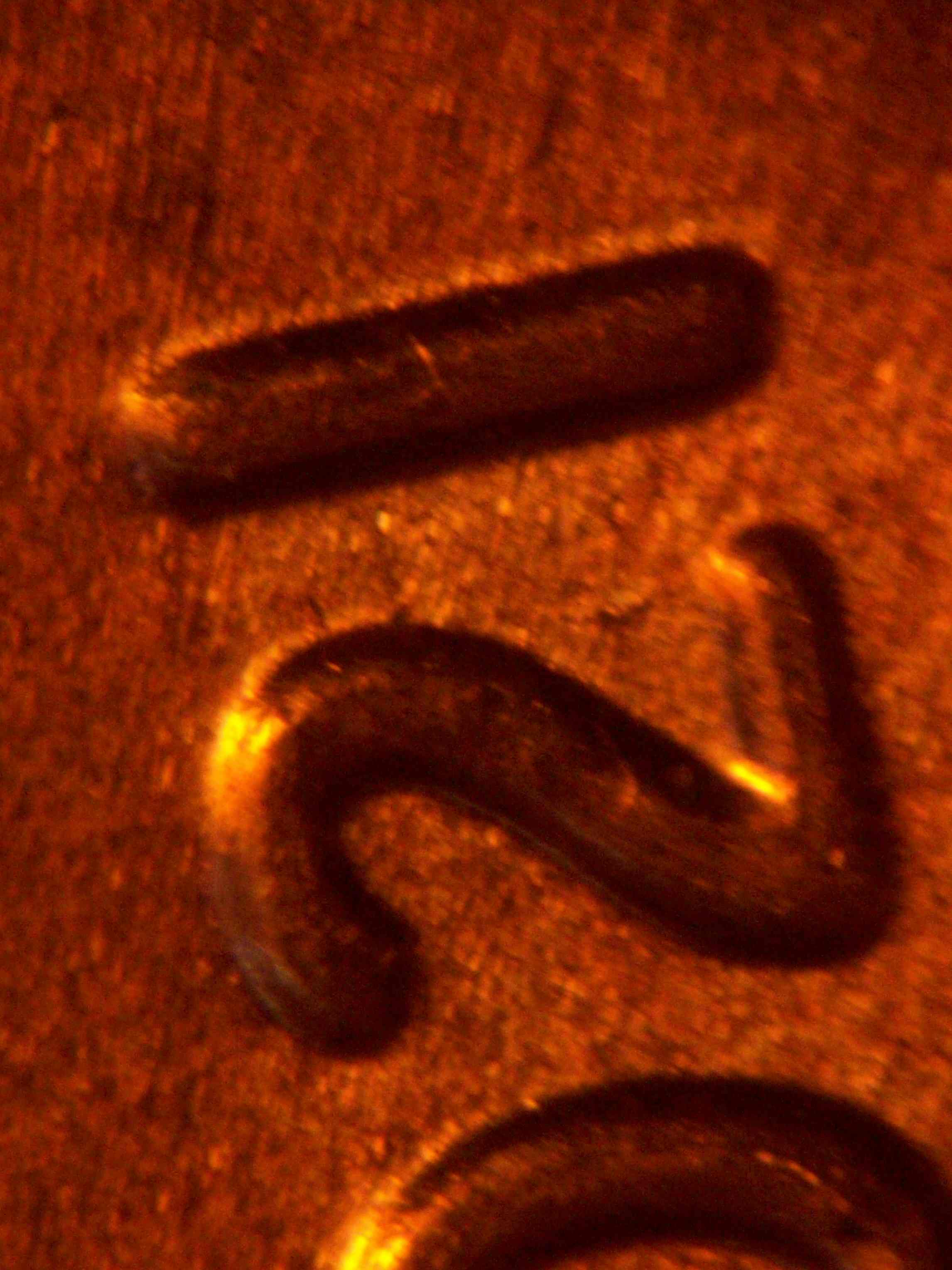 2021-P-Lincoln-Shield-Cent-New-Discovery-Doubled-Die-OBV-On-Date-Extra-Thick-And-Ust-Very-Minor